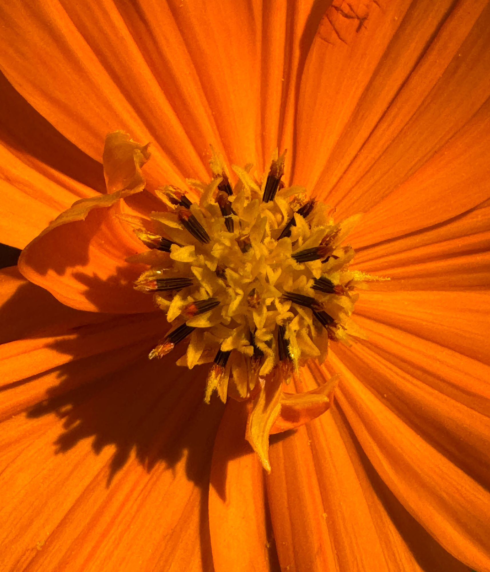 Close-up of an orange flower, its petals radiating from a golden centre